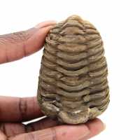 Raw trilobite