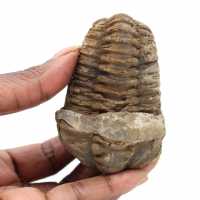 Raw fossil trilobite