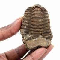 Fossil trilobite Morocco
