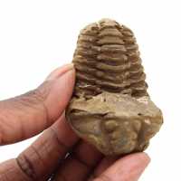 Trilobite