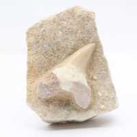 Raw fossil tooth