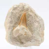 Raw tooth from Morocco