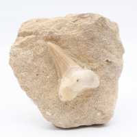 Fossil tooth