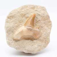 Fossil tooth