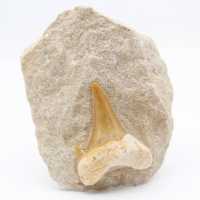 Otodus shark tooth from Morocco