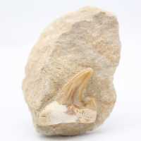 Otodus shark tooth on gangue