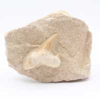 Raw fossil shark tooth