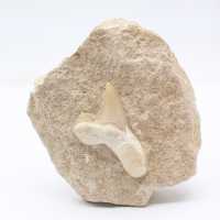 Otodus shark tooth