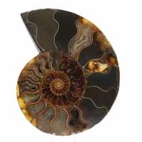 Ammonite from Madagascar