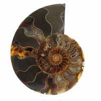 Polished Natural Ammonite Fossil