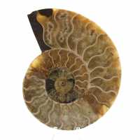 Polished Natural Ammonite from Madagascar