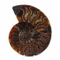 Ammonite One Piece