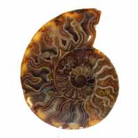 Polished Fossilized Ammonite