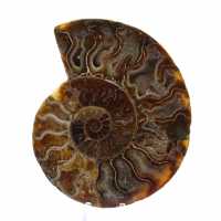 Polished Sawn Ammonite