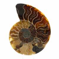 Polished Fossil Ammonite from Madagascar