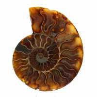 Ammonite Fossil from Madagascar