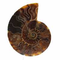 Polished Ammonite