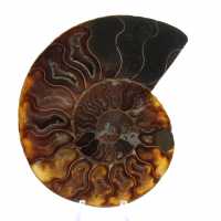 Polished Ammonite Fossil