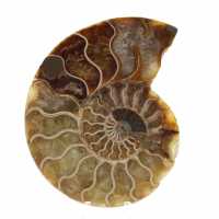 Fossilized Ammonite