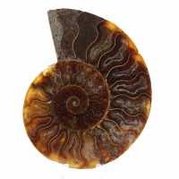 Polished Fossilized Ammonite