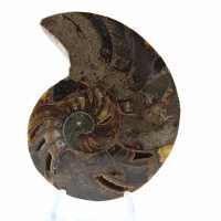 Polished Natural Ammonite Fossil