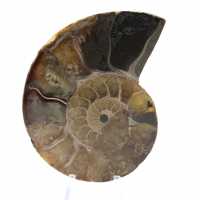 Polished Natural Ammonite from Madagascar