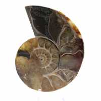 Ammonite