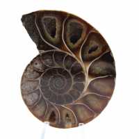 Ammonite