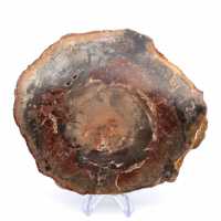 Natural Fossilized Wood