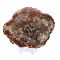 Petrified Wood from Madagascar