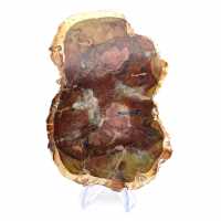 Polished Natural Petrified Wood