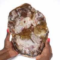 Polished Natural Petrified Wood