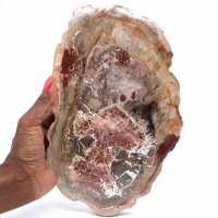 Polished Petrified Wood from Madagascar