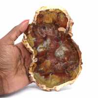 Polished Natural Petrified Wood