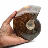 Whole polished natural ammonite fossil