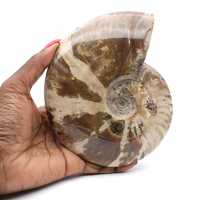 Whole ammonite from Madagascar