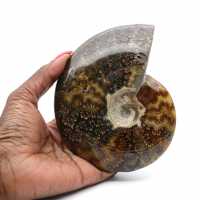 Whole sawn polished ammonite