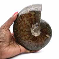 Whole fossilized polished ammonite