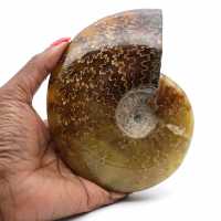 Whole ammonite