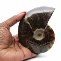 Ammonite