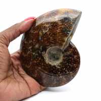 Natural polished ammonite from Madagascar