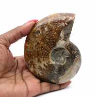 Natural polished ammonite fossil