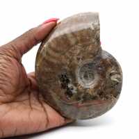 Madagascar Ammonite