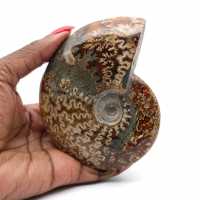 One piece ammonite