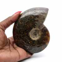 Natural fossil ammonite