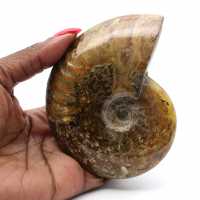 Polished ammonite