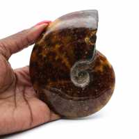 Polished ammonite from Madagascar