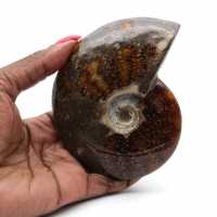 One piece ammonite fossil