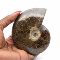 Whole polished natural ammonite fossil