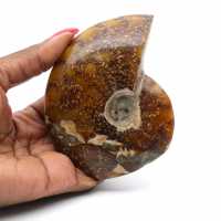 Whole ammonite sawn polished